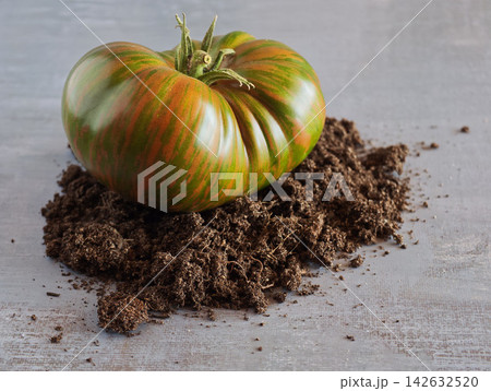 Striped Multicolored Tomato on Garden Soil in Rustic Gardening Composition Striped Multicolored Tomato on Garden Soil in Rustic Gardening Composition 142632520