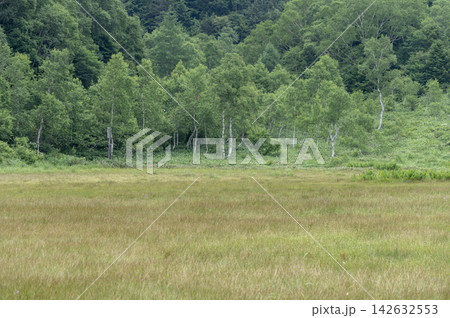 夏の志賀高原・田ノ原湿原に広がる草むらと白樺の森林風景 142632553