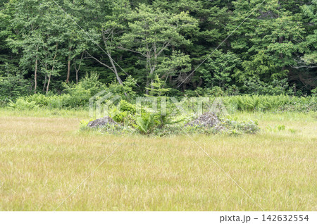 夏の志賀高原・田ノ原湿原にぽつんと浮かぶ岩と幼木のある風景 夏の志賀高原・田ノ原湿原にぽつんと浮かぶ岩と幼木のある風景 142632554