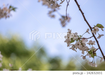 青空を背景に咲く桜とコピースペース 青空を背景に咲く桜とコピースペース 142632831