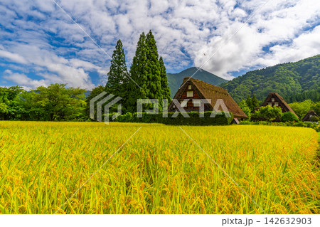初秋の白川郷と稲穂 【岐阜県白川村】 初秋の白川郷と稲穂 【岐阜県白川村】 142632903