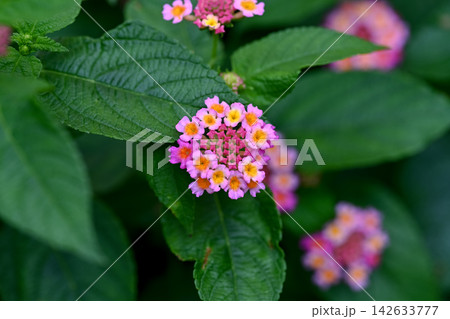 ランタナの花 ランタナの花 142633777
