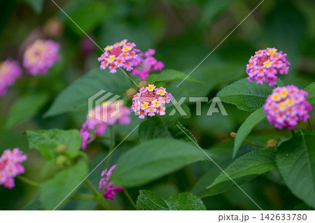 ランタナの花 ランタナの花 142633780