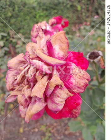 Withered Rose Bloom Showing the Beauty of Natural Aging in the Garden 142634326