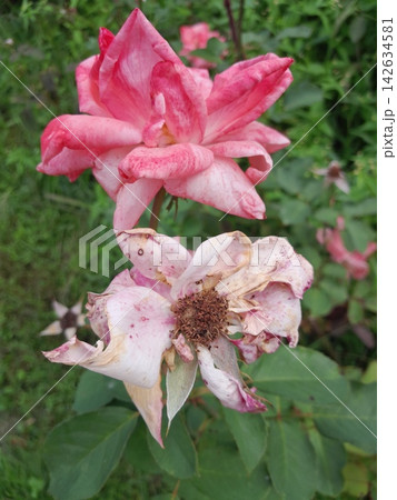 Close-Up of Blooming Rose Flower on the Bush in Summer Garden Close-Up of Blooming Rose Flower on the Bush in Summer Garden 142634581