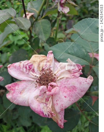 Close-Up of Blooming Rose Flower on the Bush in Summer Garden 142634583