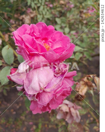 Close-Up of Blooming Rose Flower on the Bush in Summer Garden Close-Up of Blooming Rose Flower on the Bush in Summer Garden 142634612