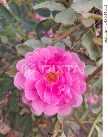Close-Up of Blooming Rose Flower on the Bush in Summer Garden Close-Up of Blooming Rose Flower on the Bush in Summer Garden 142634613