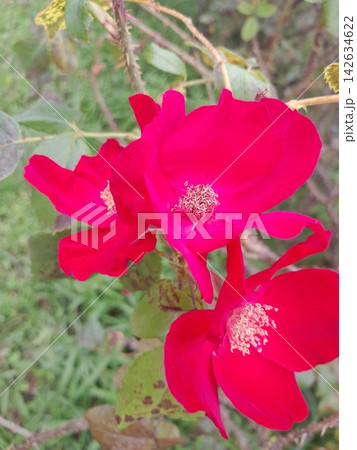 Close-Up of Blooming Rose Flower on the Bush in Summer Garden Close-Up of Blooming Rose Flower on the Bush in Summer Garden 142634622