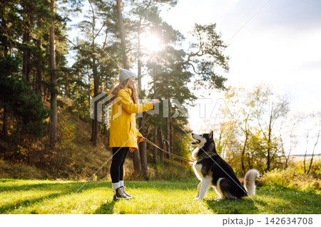 Woman with her husky dog walks in autumn forest. A cheerful pet spends time with its owner outdoors. Woman with her husky dog walks in autumn forest. A cheerful pet spends time with its owner outdoors. 142634708
