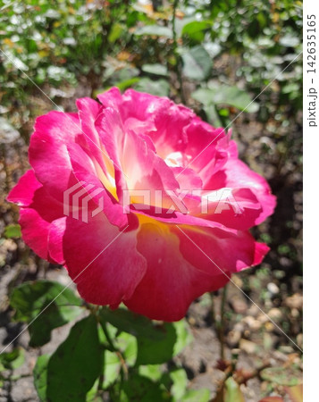 Beautiful Rose Flower Blooming in Sunny Garden Close Up 142635165