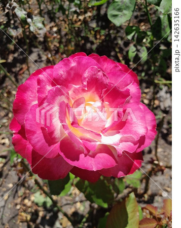 Beautiful Rose Flower Blooming in Sunny Garden Close Up Beautiful Rose Flower Blooming in Sunny Garden Close Up 142635166