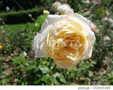 Beautiful Rose Flower Blooming in Sunny Garden Close Up 142635169
