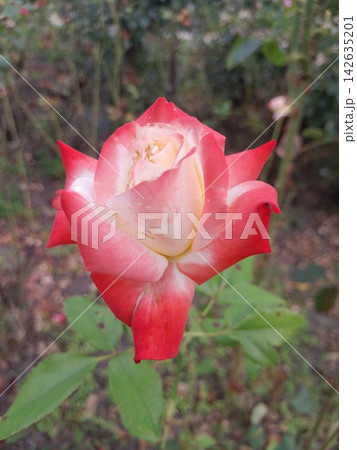 Beautiful Rose Flower Blooming in Sunny Garden Close Up 142635201