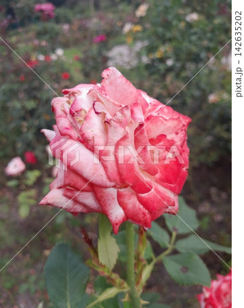 Beautiful Rose Flower Blooming in Sunny Garden Close Up Beautiful Rose Flower Blooming in Sunny Garden Close Up 142635202