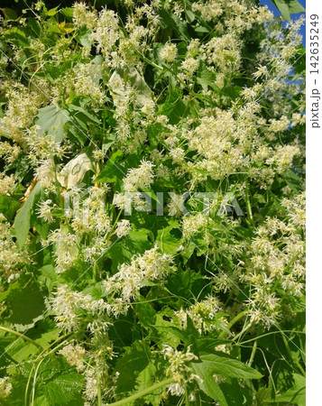 Flowering Climbing Vine with White Blooms and Dense Green Foliage Flowering Climbing Vine with White Blooms and Dense Green Foliage 142635249