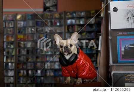 French Bulldog Wearing Headphones Looking Aside with Copy Space French Bulldog Wearing Headphones Looking Aside with Copy Space 142635295