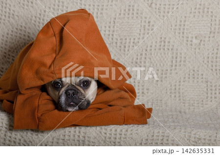 Sleepy French Bulldog Peeking Out from Oversized Orange Hoodie on Cozy Blanket 142635331