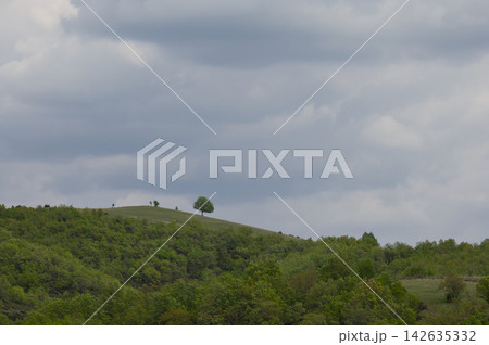 Lonely tree on green hill beneath dramatic cloudy sky 142635332