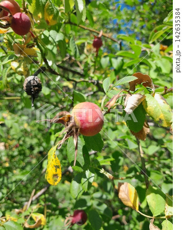 Rose Hip Berry Close Up Among Green Leaves in Summer Garden Rose Hip Berry Close Up Among Green Leaves in Summer Garden 142635384