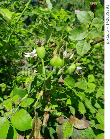 Rose Hip Berry Close Up Among Green Leaves in Summer Garden Rose Hip Berry Close Up Among Green Leaves in Summer Garden 142635391