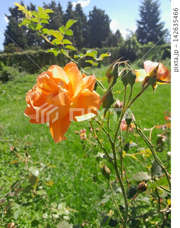 Beautiful Roses Blooming in Sunny Garden Close Up 142635466