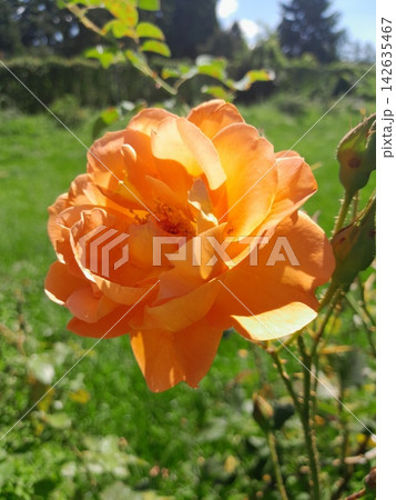 Beautiful Roses Blooming in Sunny Garden Close Up 142635467