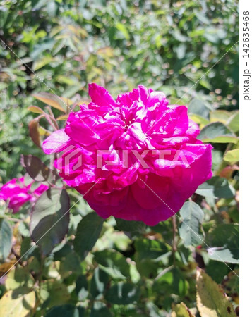 Beautiful Roses Blooming in Sunny Garden Close Up 142635468