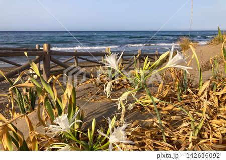 Spacious sandy beach stretches beside protected sand dunes covered with native coastal vegetation creating a peaceful natural landscape in Cabopino, Spain Spacious sandy beach stretches beside protected sand dunes covered with native coastal vegetation creating a peaceful natural landscape in Cabopino, Spain 142636092