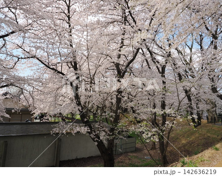 山形県　山形城跡　霞城公園の桜 142636219