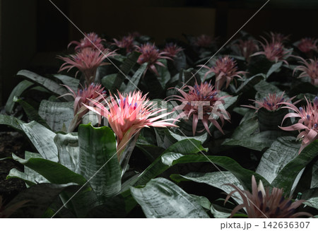 luminous pink Aechmea fasciata bloom rising gracefully above a sea of silvery, frosted-green foliage fading into a moody, low-light background. luminous pink Aechmea fasciata bloom rising gracefully above a sea of silvery, frosted-green foliage fading into a moody, low-light background. 142636307