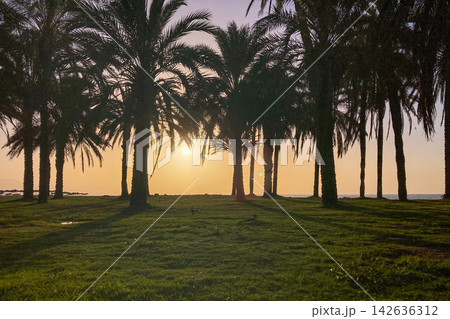 Golden sunrise filters through graceful palm trees and a wooden bridge creating a peaceful Mediterranean coastal landscape in Costa del Sol, Spain Golden sunrise filters through graceful palm trees and a wooden bridge creating a peaceful Mediterranean coastal landscape in Costa del Sol, Spain 142636312