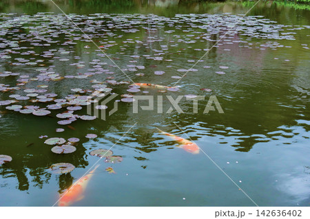 睡蓮の葉が浮かぶ池を泳ぐ鯉 142636402
