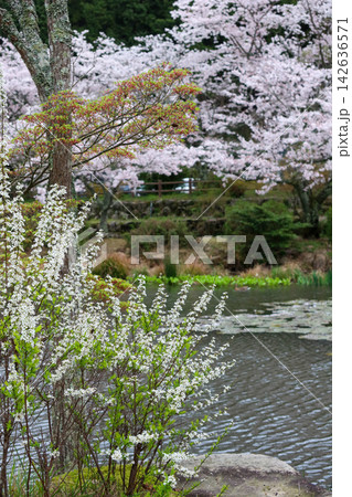 池のほとりに咲く桜とユキヤナギ（東行庵） 142636571