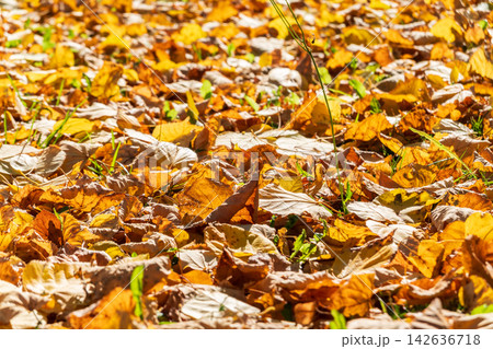 Orange and yellow fallen leaves in the sunlight. Orange and yellow fallen leaves in the sunlight. 142636718