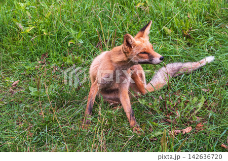 Close up of a red fox Vulpes vulpes, sitting on a path in the forest. Close up of a red fox Vulpes vulpes, sitting on a path in the forest. 142636720