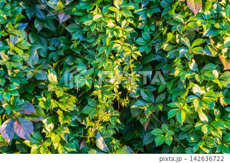 Green leaves wall background. Nature of green leaf in garden at summer. Natural green leaves plants using as spring background cover page environment ecology 142636722