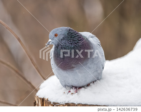 Portrait of an important pigeon. Portrait of an important pigeon. 142636739