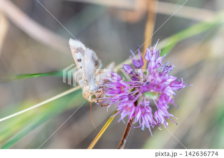 A small hairy moth (Heliothis peltigera) sits on a flower looking for nectar. The insect sits on a flower in summer. A small hairy moth (Heliothis peltigera) sits on a flower looking for nectar. The insect sits on a flower in summer. 142636774