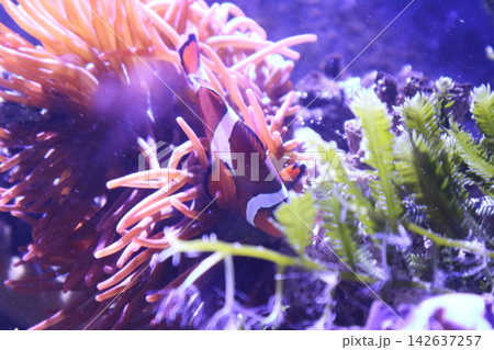 Vibrant Clownfish Swimming Among Sea Anemone Tentacles and Green Aquatic Plants Vibrant Clownfish Swimming Among Sea Anemone Tentacles and Green Aquatic Plants 142637257