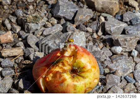 Wasps are eating a fallen apple. Wasps are eating a fallen apple. 142637266