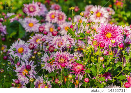 Pink double chrysanthemum morifolium, garden mum flowers with buds blooming in autumn garden 142637314