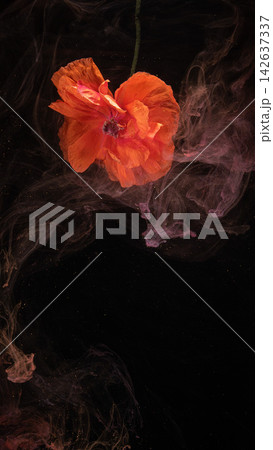 Closeup of single bright orange poppy blossom floating in dark space with wispy pink smoke Closeup of single bright orange poppy blossom floating in dark space with wispy pink smoke 142637337