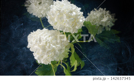 Closeup of white hydrangea blooms with green leaves against dark glittery background Closeup of white hydrangea blooms with green leaves against dark glittery background 142637345
