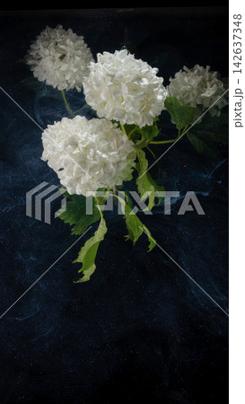 White hydrangea flower clusters with green leaves against dark textured background 142637348