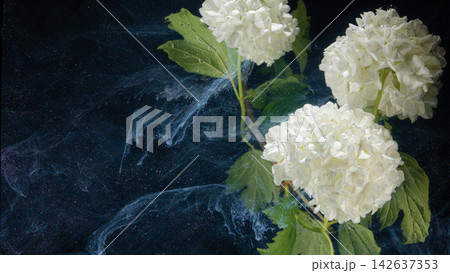 White hydrangea blooms with swirling blue ink and dark speckled background still life White hydrangea blooms with swirling blue ink and dark speckled background still life 142637353