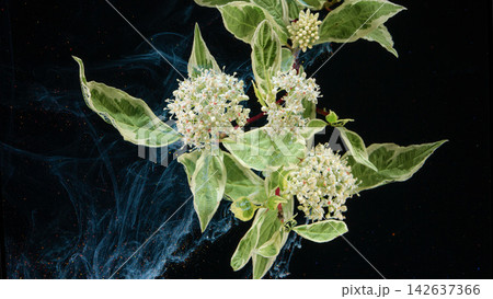 Variegated dogwood branch with clusters of small white blossoms against black background and swirling blue smoke 142637366