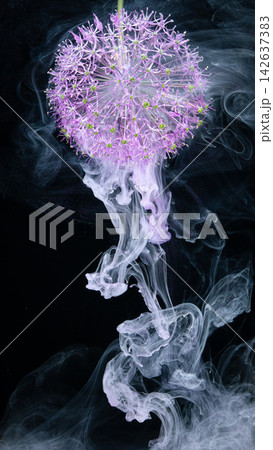 Purple allium flower head close-up with swirling white ink smoke on black background Purple allium flower head close-up with swirling white ink smoke on black background 142637383