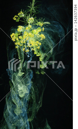 Yellow flowering sprig sinking into swirling teal and green ink plumes on black background Yellow flowering sprig sinking into swirling teal and green ink plumes on black background 142637394