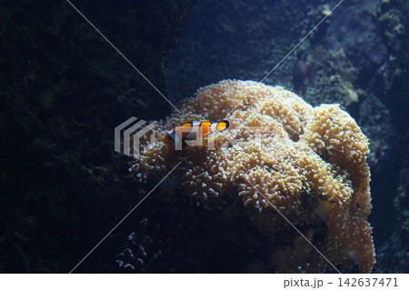 Clownfish Resting Comfortably in the Tentacles of a Large Sea Anemone Clownfish Resting Comfortably in the Tentacles of a Large Sea Anemone 142637471